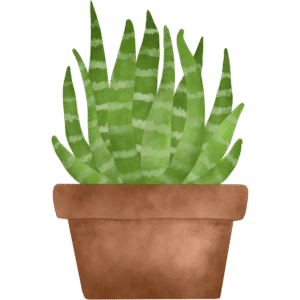 Snake Plant