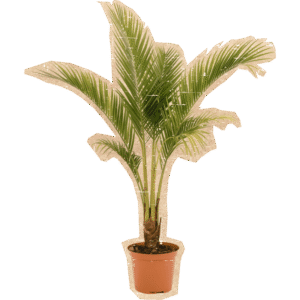 Areca Palm