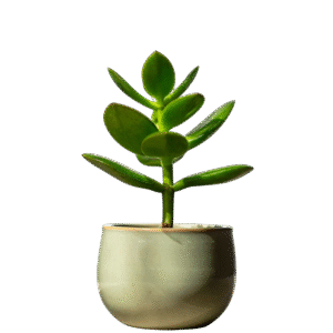 Jade Plant