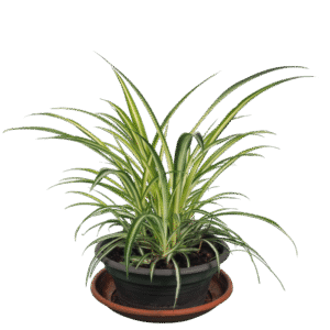 Spider Plant