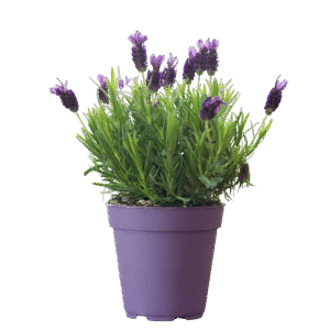 Lavender Plant