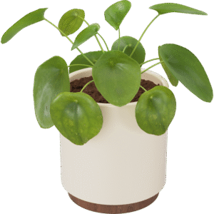 Money Plant
