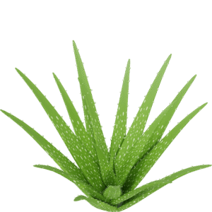 Aloevera Plants
